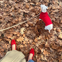 Cashmere Dog Sweaters, LUXURY DOG APPAREL