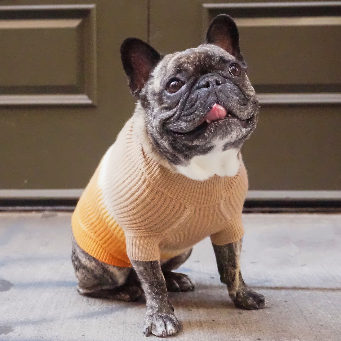 Cashmere Dog Sweaters