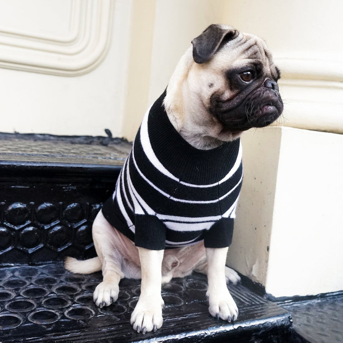 Cashmere Dog Sweaters