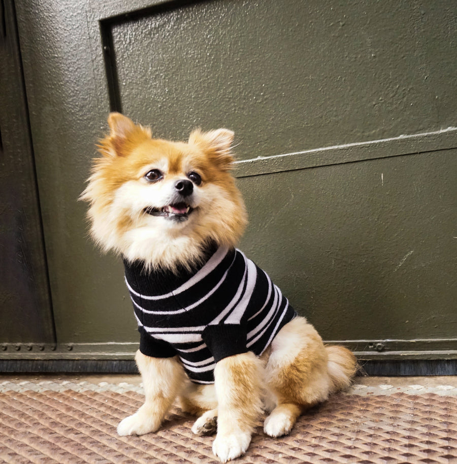 stripe cashmere dog sweater