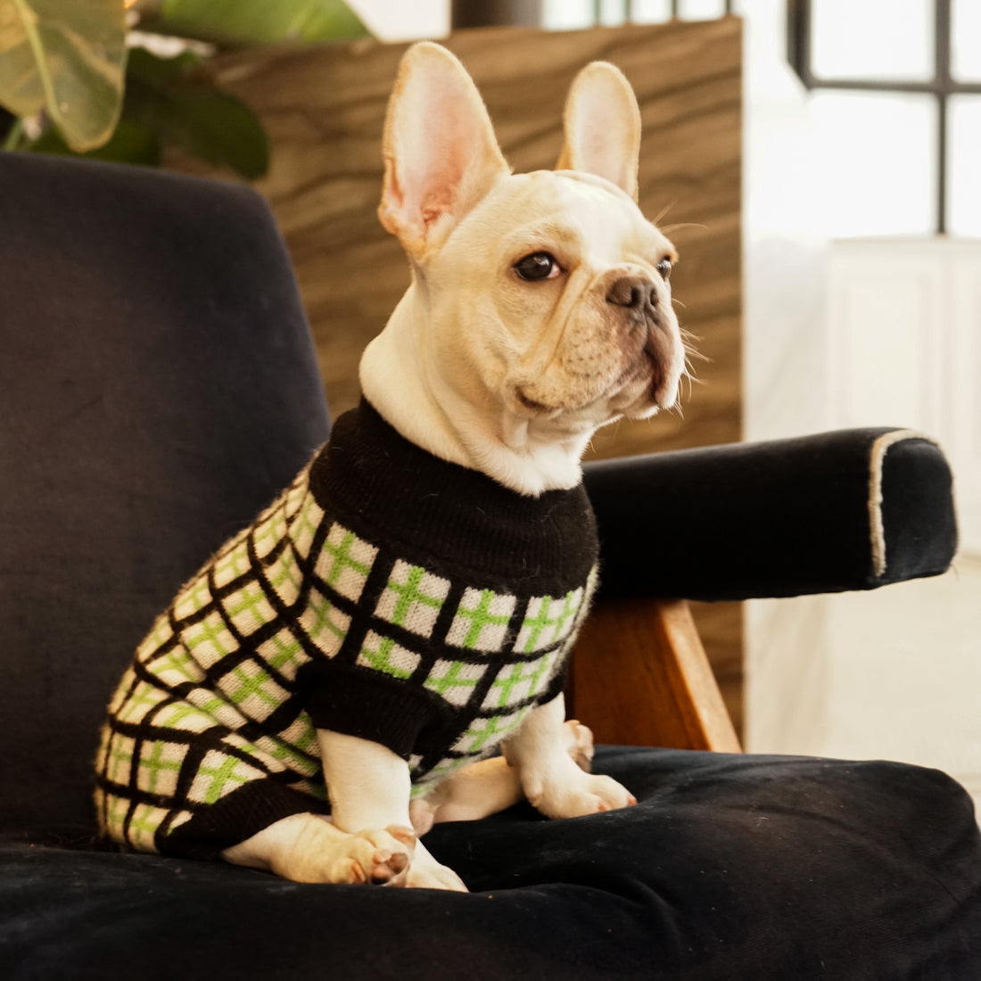 Cashmere Dog Sweaters, LUXURY DOG APPAREL