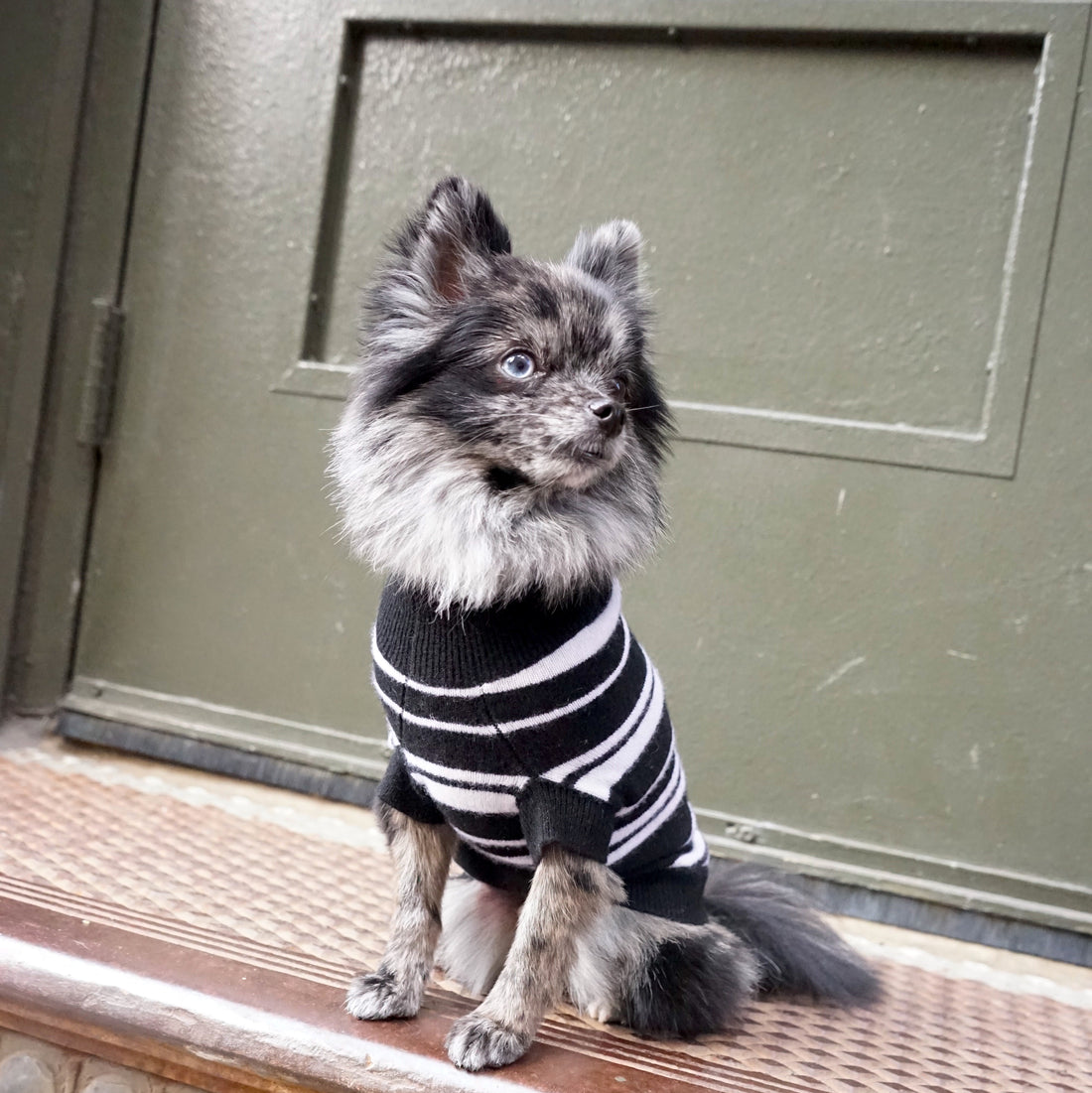 Cashmere Dog Sweaters