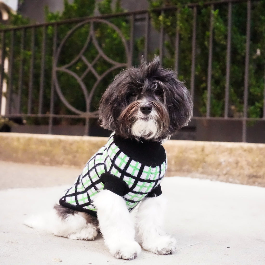 White dog sweater deals