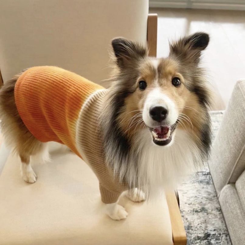 Cashmere Dog Sweaters