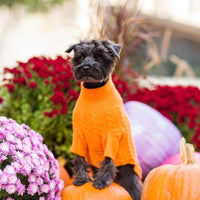 Cashmere Dog Sweaters, LUXURY DOG APPAREL