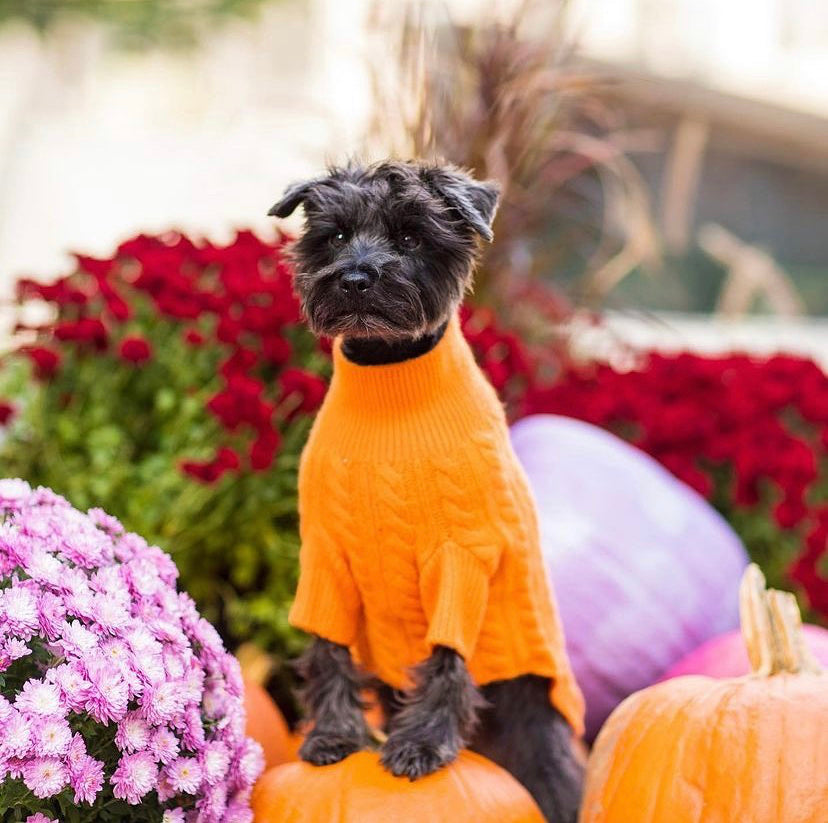 Cashmere Dog Sweaters, LUXURY DOG APPAREL