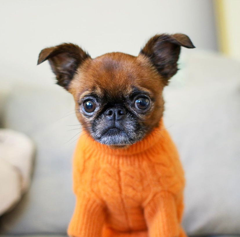 Cashmere Dog Sweaters, LUXURY DOG APPAREL
