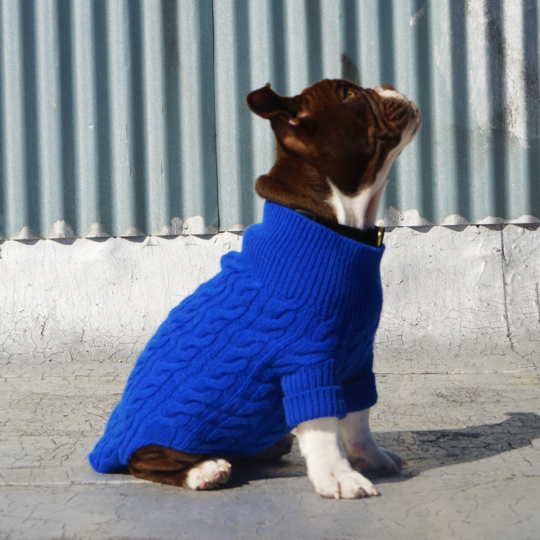 Cashmere Dog Sweaters