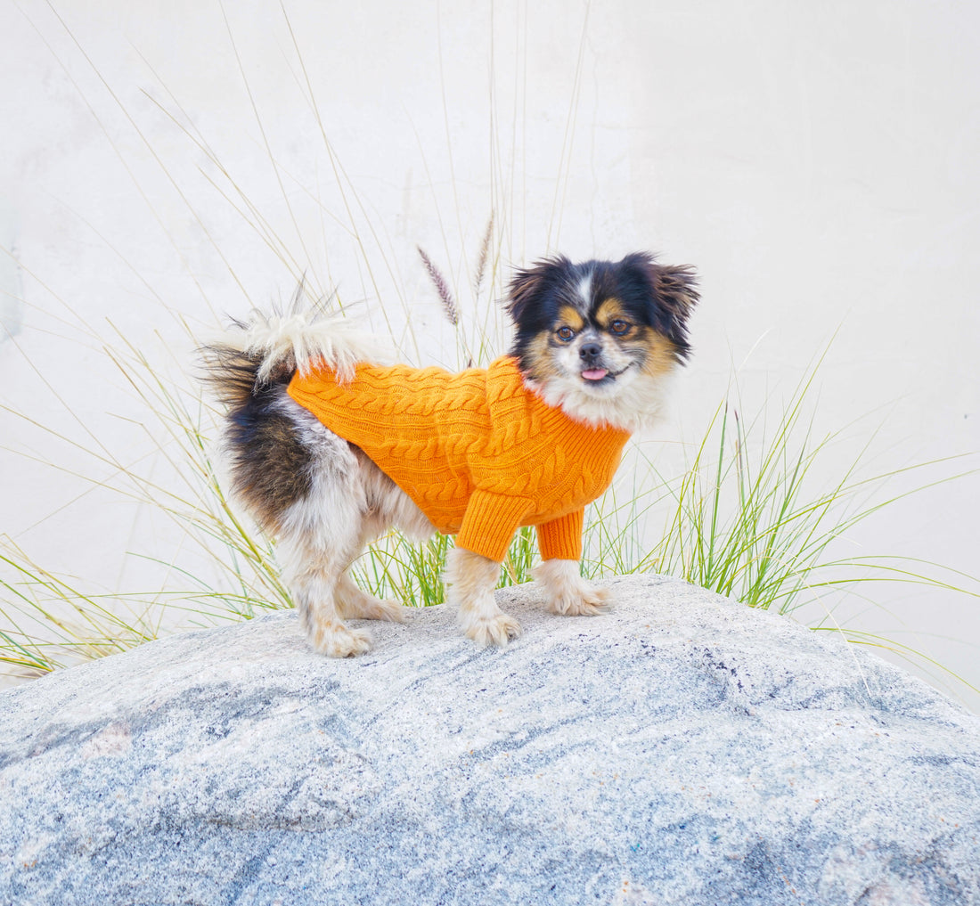 Cashmere Dog Sweaters, LUXURY DOG APPAREL