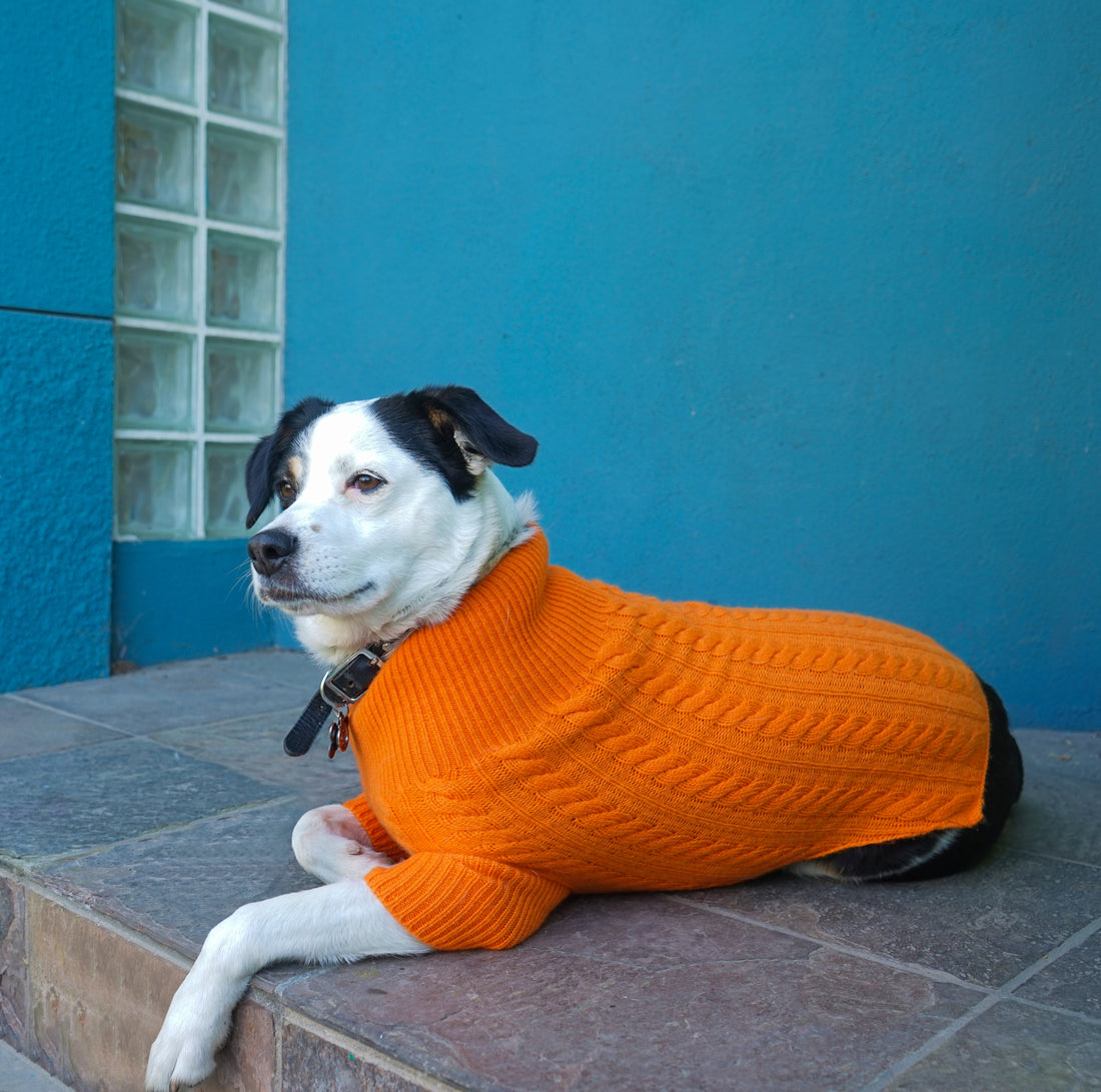 Cashmere Dog Sweaters, LUXURY DOG APPAREL