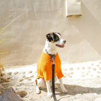 Cashmere Dog Sweaters, LUXURY DOG APPAREL