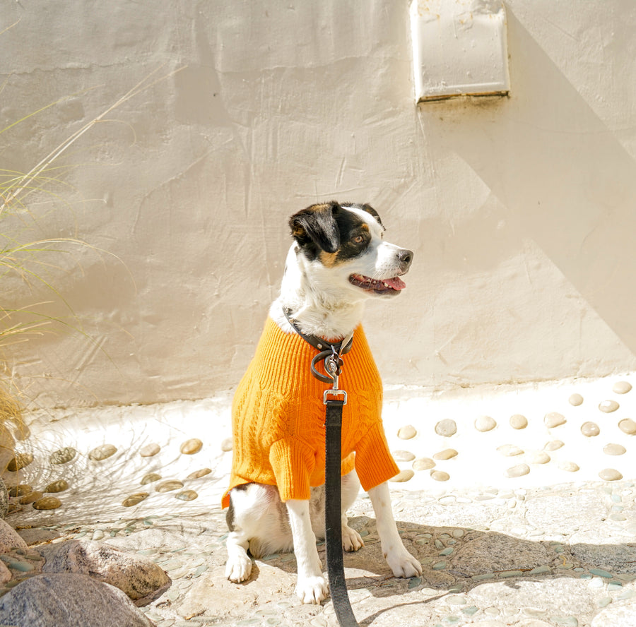 Cashmere Dog Sweaters, LUXURY DOG APPAREL