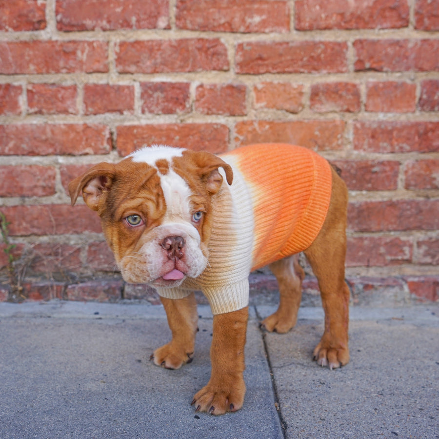 Cashmere Dog Sweaters