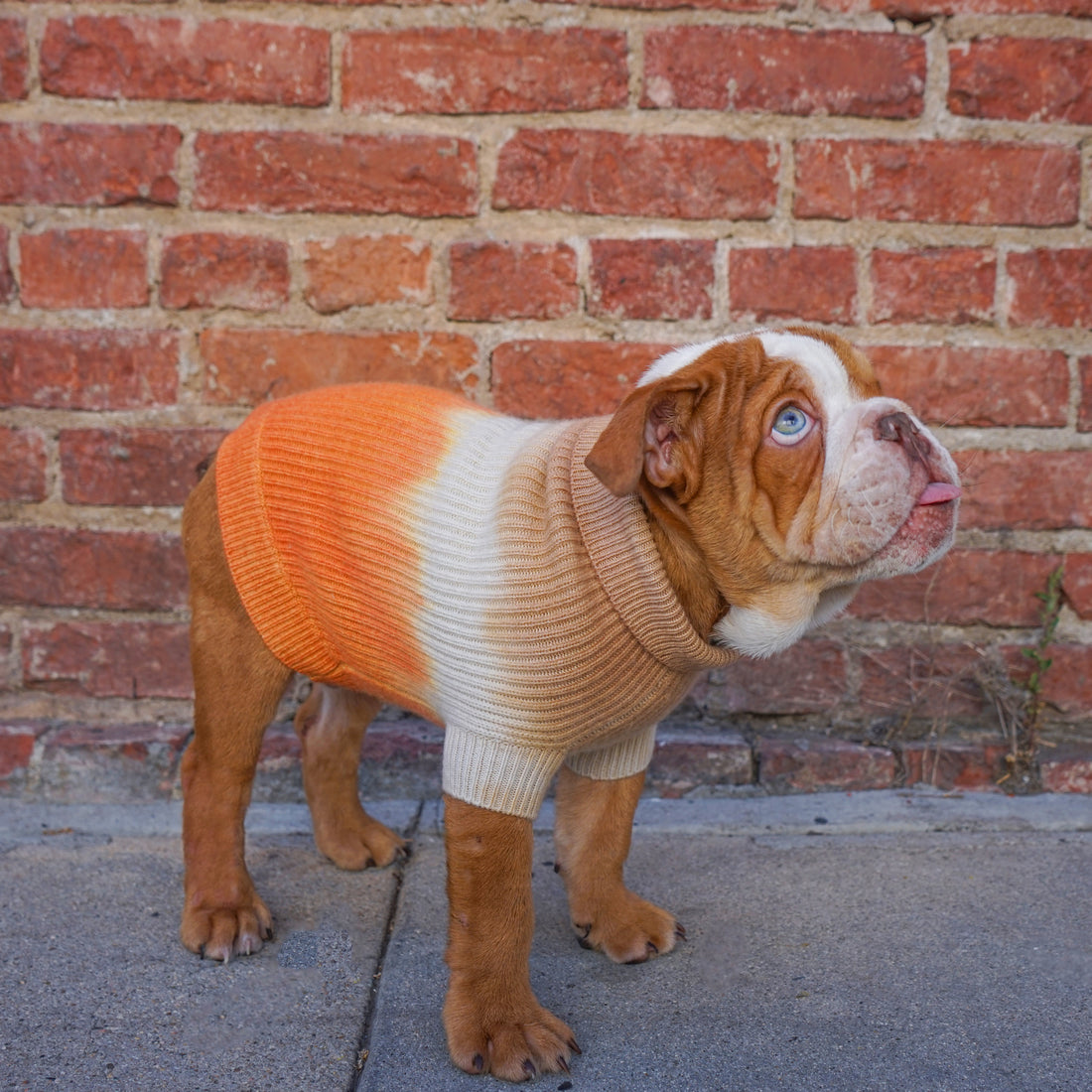 Cashmere Dog Sweaters