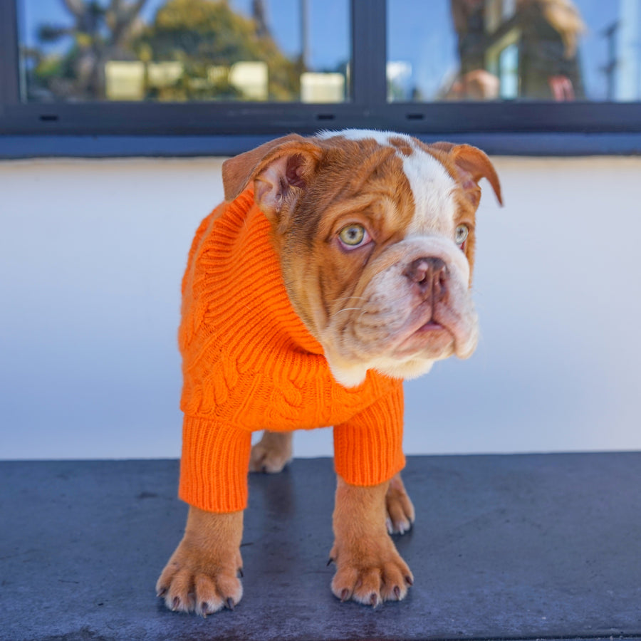 Cashmere Dog Sweaters, LUXURY DOG APPAREL