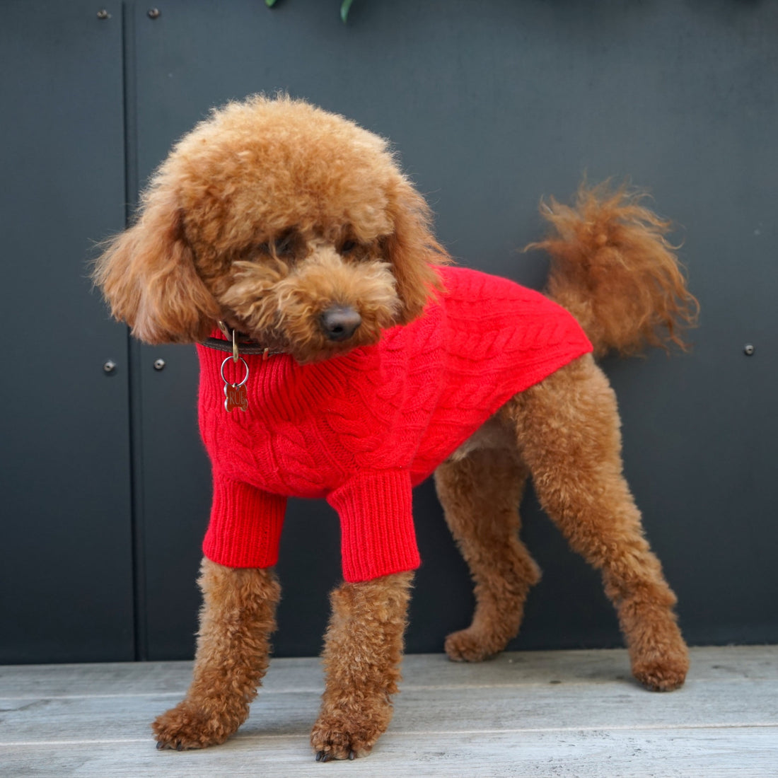 Cashmere Dog Sweaters, LUXURY DOG APPAREL