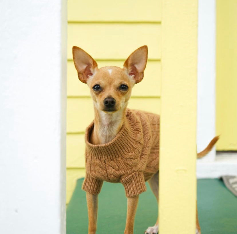 Cashmere Dog Sweaters, LUXURY DOG APPAREL