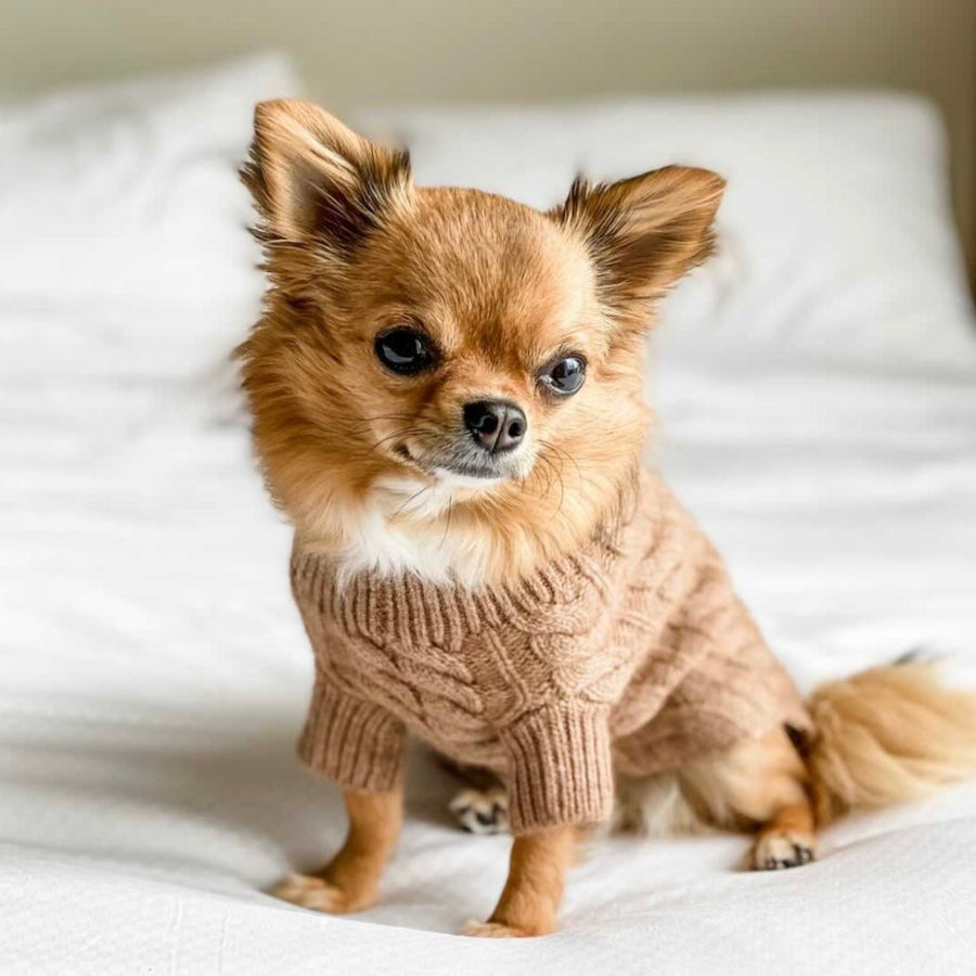 Cashmere Dog Sweaters, LUXURY DOG APPAREL